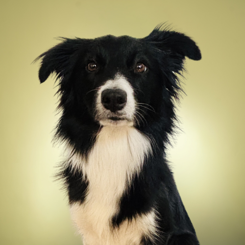 Lexie, Chef Happiness